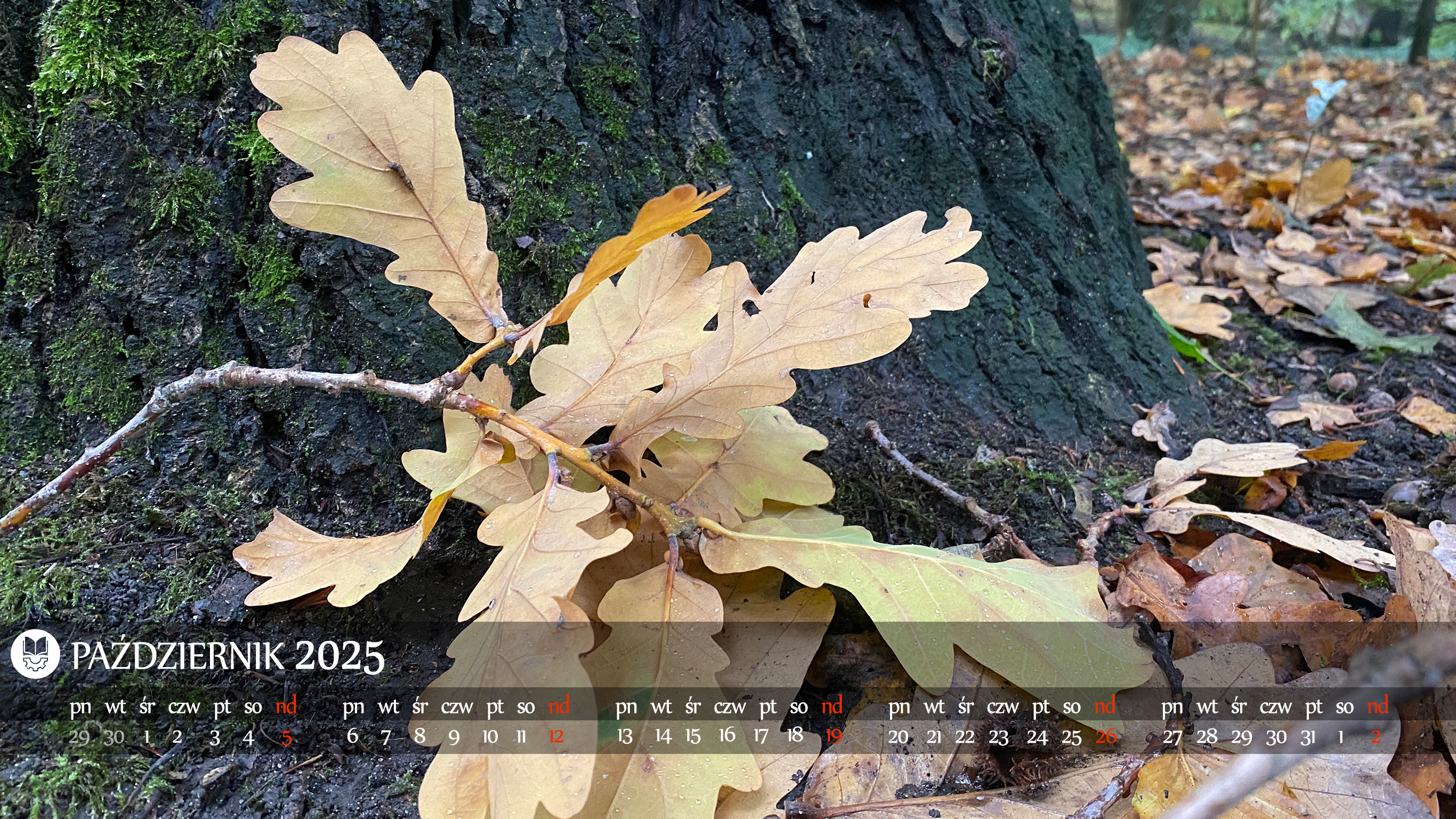 1366x768
